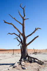 Fototapeta na wymiar Albero morto nel deserto della Namibia