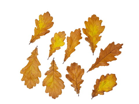 set of fallen oak leaves isolated on white background