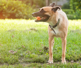 funny dog with a stick in the mouth, in the park