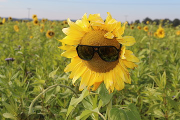 lustige Sonnenblume mit Sonnenbriller