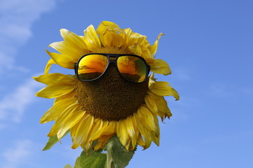 lustige Sonnenblume mit Sonnenbrille