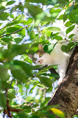 木登り中ののらねこ