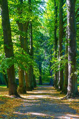 Autumn alley in the Park