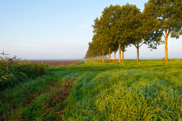 Obraz premium Trees along a hazy sunny field in autumn