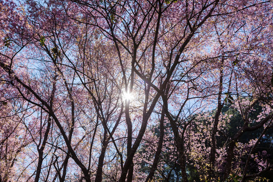 Cherry blossom tree with leafless branches