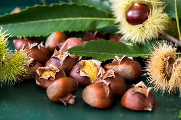 Castanea sativa