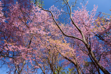 Obraz na płótnie Canvas Cherry blossom tree with leafless branches