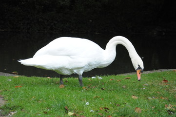 Swan grazing on grass