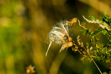 Thistles (Cirsium - Kratzdisteln)