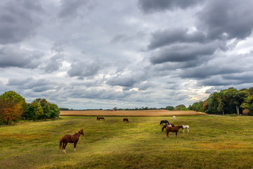 Horses grazing on a Maryland Farm in Autumn