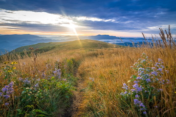 The ancient Blue Ridge Mountains come alive when the morning sun rises over the Roan Mountain Highlands exposing the beautiful wildflowers. - 92734269