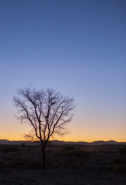 Acacia al tramonto in namibia