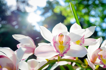 Wild white orchids in sunshine