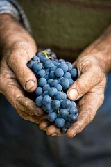 Fotobehang Farmers hands with cluster of grapes © luckybusiness