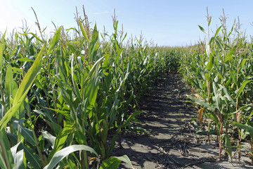 corn field