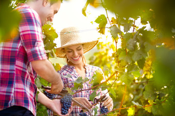 Smiling couple picking grapes - Powered by Adobe