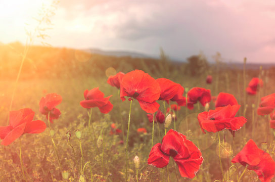 poppies
