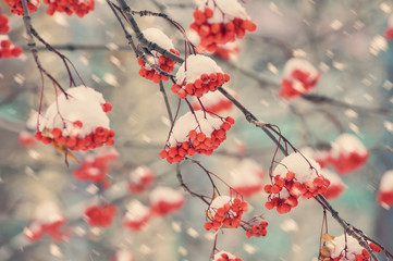 Natural background with a red mountain ash in snow.