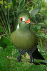 White Cheeked Turaco perched on a branch in lush green jungle foliage