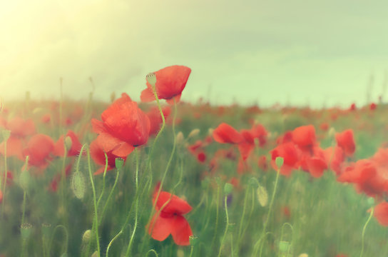 poppies