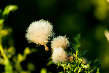 Thistles (Cirsium - Kratzdisteln)
