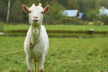 Obraz premium White goat on the green pasture