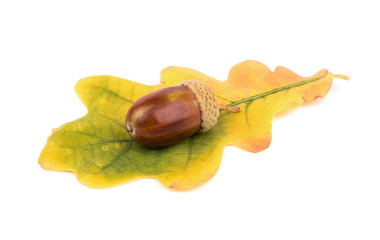 Autumn acorns on a yellow oak leaf isolated on white background