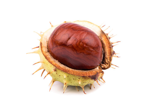 Chestnut in shell