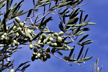 Olive sul ramo