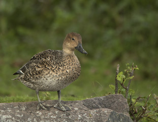Eurasian Wigeon