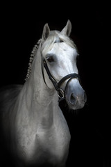 White horse portrait on black background
