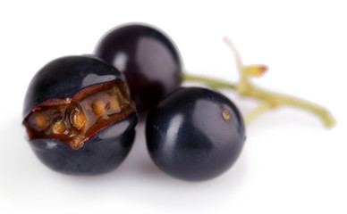 Fresh black currant isolated on white