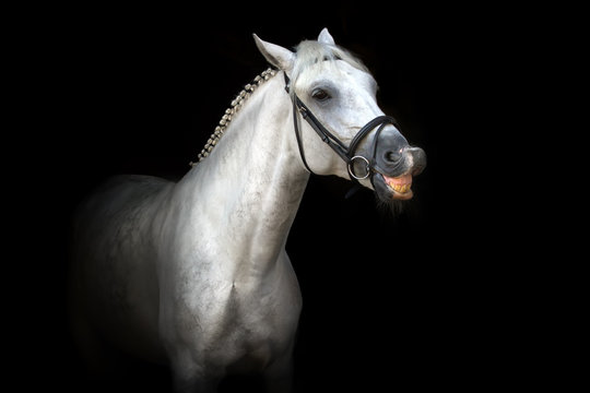 White horse smile portrait on black background