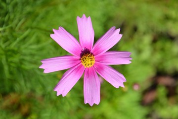 Obraz premium コスモス 秋桜の名のとおり秋風にゆれる可憐さ。 真上から撮影してみました。