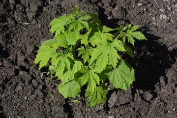 ゴーヤ
完熟して畑に落ちた種から、収穫した後
にまた秋になってから芽を出しました。わが家の家庭菜園で鑑賞用にそのままにしています。
