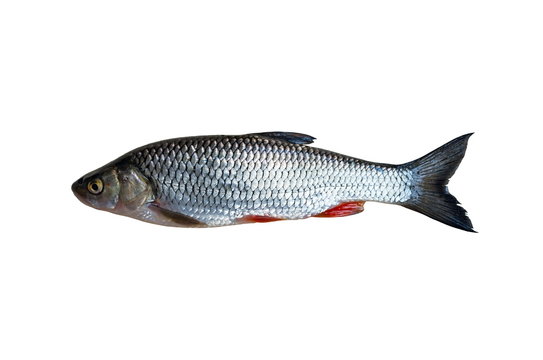 chub fish, isolated on a white background