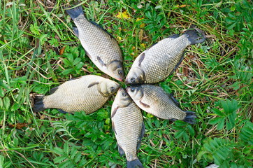 Group carp on grass