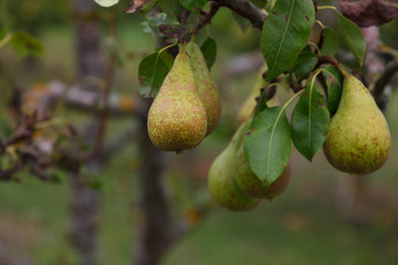 Pears on a tree