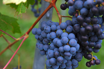 Blue grapes on a bush