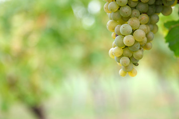 Cluster of green grape