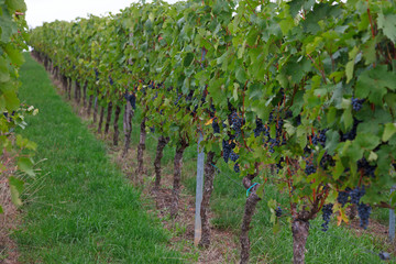 Fototapeta na wymiar Row of grapes