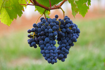 Blue grapes on a bush