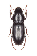  beetle collection on a white background Acinopus laevigatus