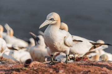 Wild migrating gannets at island Helgoland, Germany, summer time