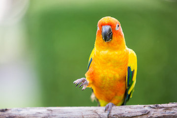 Colorful yellow parrot, Sun Conure