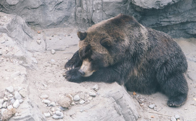 big grizzly bear sleeping on the ground. concept about nature and animals