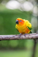 Colorful yellow parrot, Sun Conure