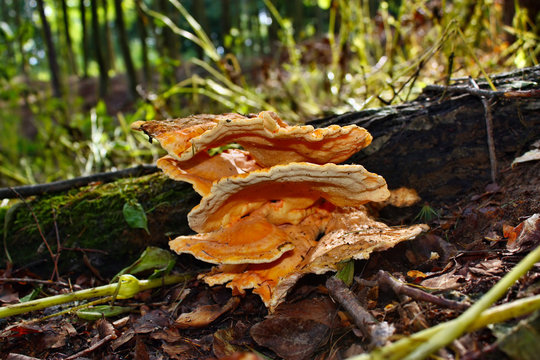 Edible mushroom laetiporus sulphureus