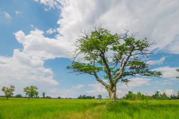 Fototapeta na wymiar field tree and blue sky
