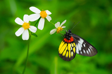 butterfly on flowers